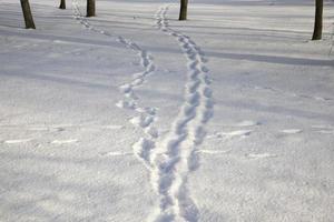 Spur auf einer Winterstraße foto