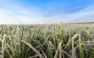 Weizen für den Winter gepflanzt foto