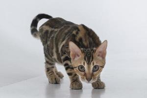 charmante Bengal-Katze posiert in einem Fotostudio foto