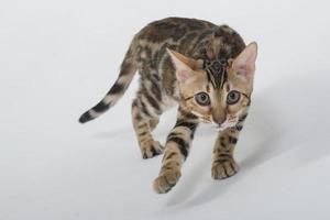 charmante Bengal-Katze posiert in einem Fotostudio foto