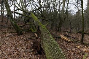 Ahornwald im Herbst foto