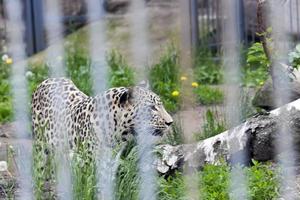 Tiere im Zoo foto