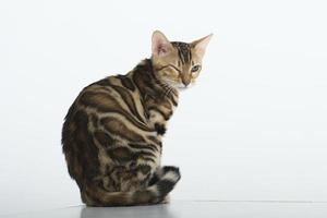 charmante Bengal-Katze posiert in einem Fotostudio foto