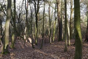 Foto Herbstpark