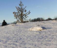 Winterzeit, Baum foto