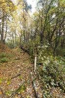 Wald Herbst, Nahaufnahme foto