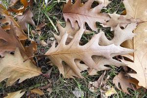 altes Herbstlaub foto