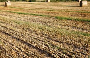 Stoppeln landwirtschaftliches Feld foto