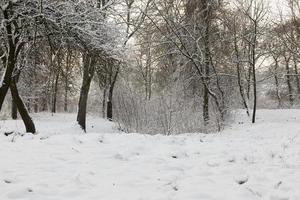 Baum im Schnee foto