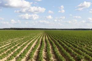 lange Furchen, Feld foto