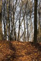 Herbstpark sonniges Wetter foto