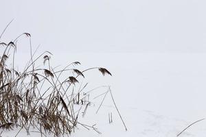 Trockene Pflanzen im Winter foto