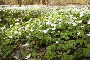 Frühlingsblumen in weiß foto