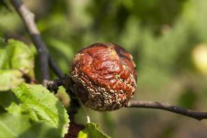 Ernte im Obstgarten foto