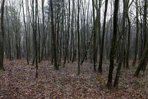 Wald im Herbst foto