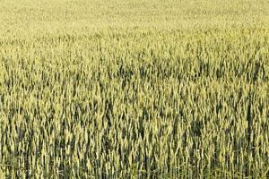 Feld mit grünem Getreide foto