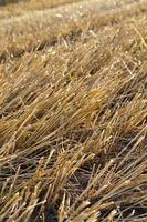 Boden des landwirtschaftlichen Feldes foto