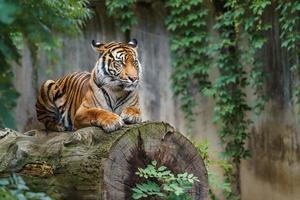 Sumatra-Tiger auf Baumstamm foto