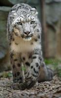 Schneeleopard im Zoo foto