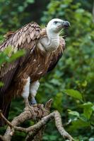 Gänsegeier im Zoo foto