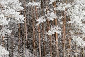 Frost auf Kiefernnadeln foto