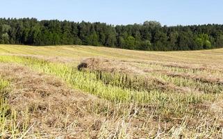 Strohraps, Feld foto