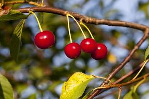 Rote reife Kirsche auf den Zweigen eines Kirschobstbaums foto