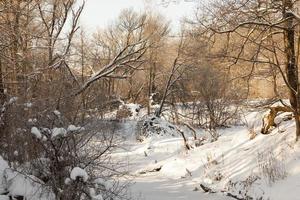 mit Schnee bedeckte Laubbäume foto