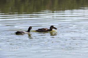 Wildvögel Enten in ihrem natürlichen Lebensraum foto