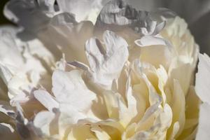 weiße Pfingstrosen blühen im Sommer foto