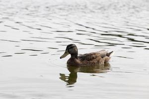 echte lebende Enten in freier Wildbahn foto