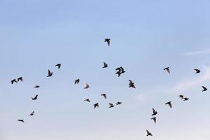 Ein Schwarm Tauben fliegt in den blauen Himmel foto