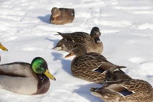 Enten leben in der Stadt in der Nähe des Flusses, im Winter werden sie von Menschen gefüttert foto