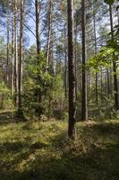 schöner Herbstwald foto