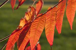 rotes Herbstlaub foto