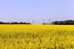 Rapshimmel, Feld foto