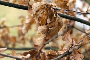 trockenes orangefarbenes Laub foto