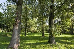 Laubbäume, Park foto