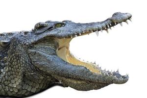 Nahaufnahme Krokodil mit offenem Mund isoliert weißer Hintergrund foto