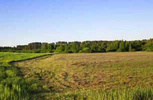 Landschaft im Sommer foto