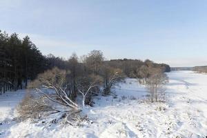 mit Schnee bedeckte Laubbäume foto