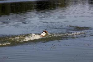 ein Hund, der im Wasser schwimmt foto