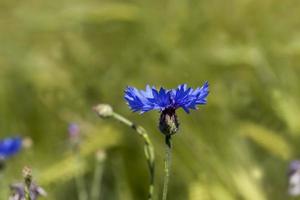 blaue Kornblumen im Sommer foto