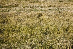 Reifung von Roggen in einem landwirtschaftlichen Bereich foto