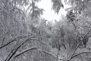 mit Schnee bedeckte Laubbäume foto