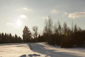 mit Schnee und Frost bedeckte Pflanzen foto