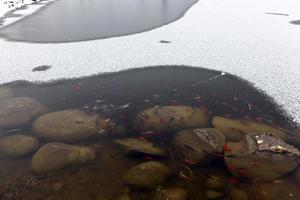 Fische schwimmen im nicht zugefrorenen Teil des Sees foto