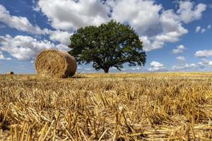 Weizenfeld und Eiche in einem landwirtschaftlichen Bereich foto