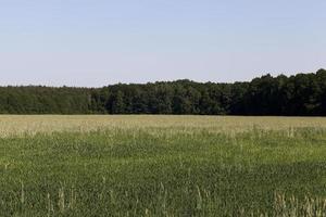 ein landwirtschaftliches Feld, auf dem Getreide angebaut wird foto