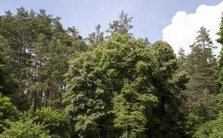 Bäume, die im Sommer mit grünem Laub bedeckt sind foto